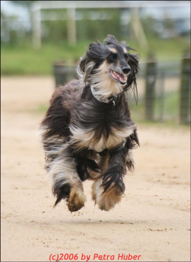 Trainingslauf im Windhundeverein