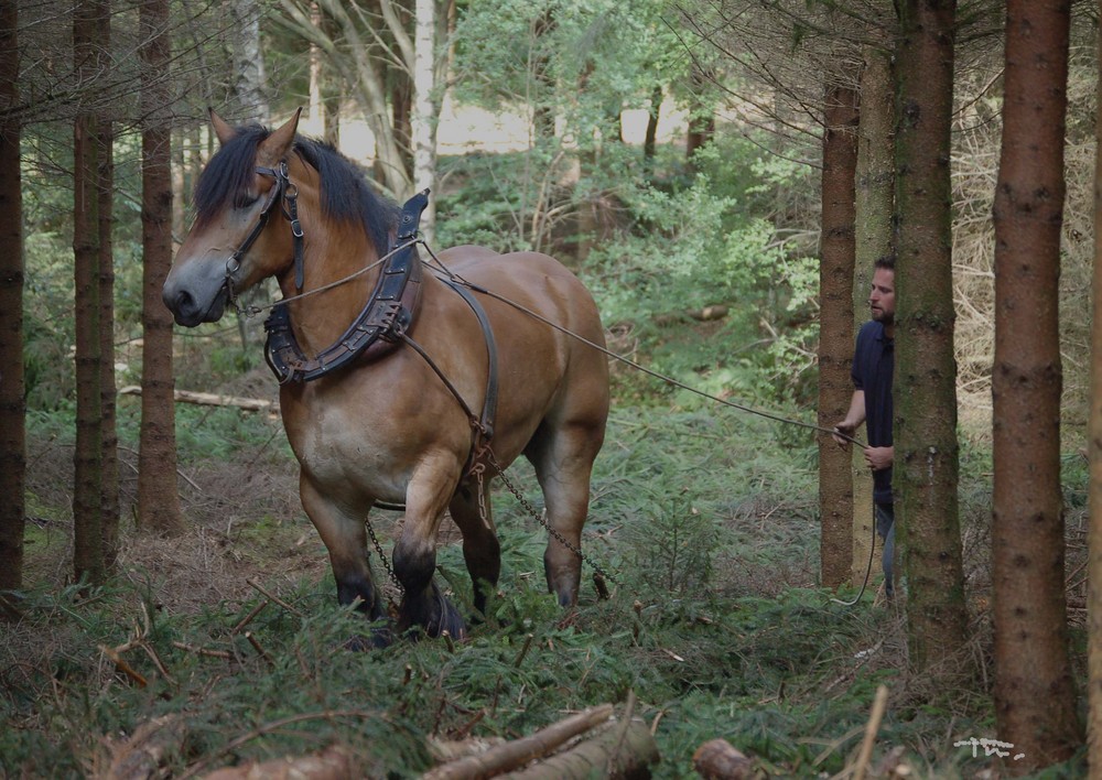 trait belge en foret