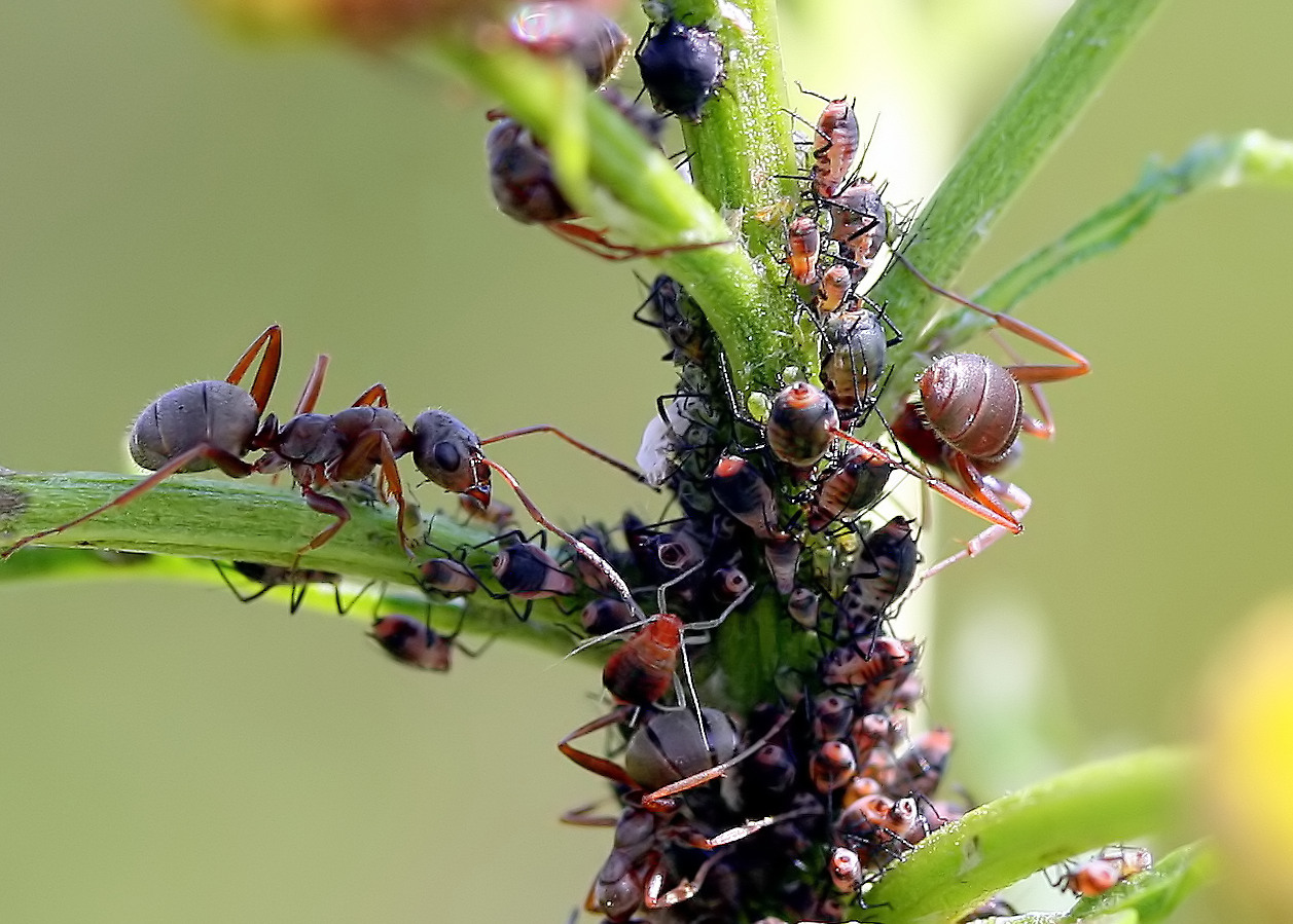 Traite des pucerons germaniques de Formica rufa