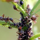 Traite des pucerons germaniques de Formica rufa