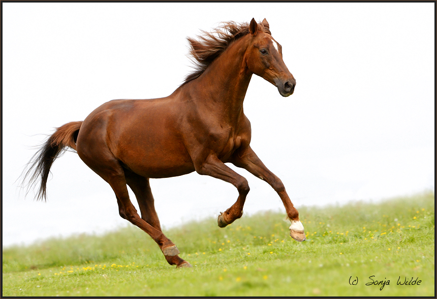 Trakehner