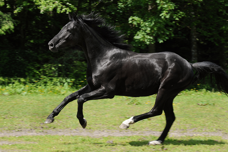 Trakehner