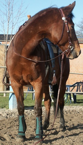 Trakehner