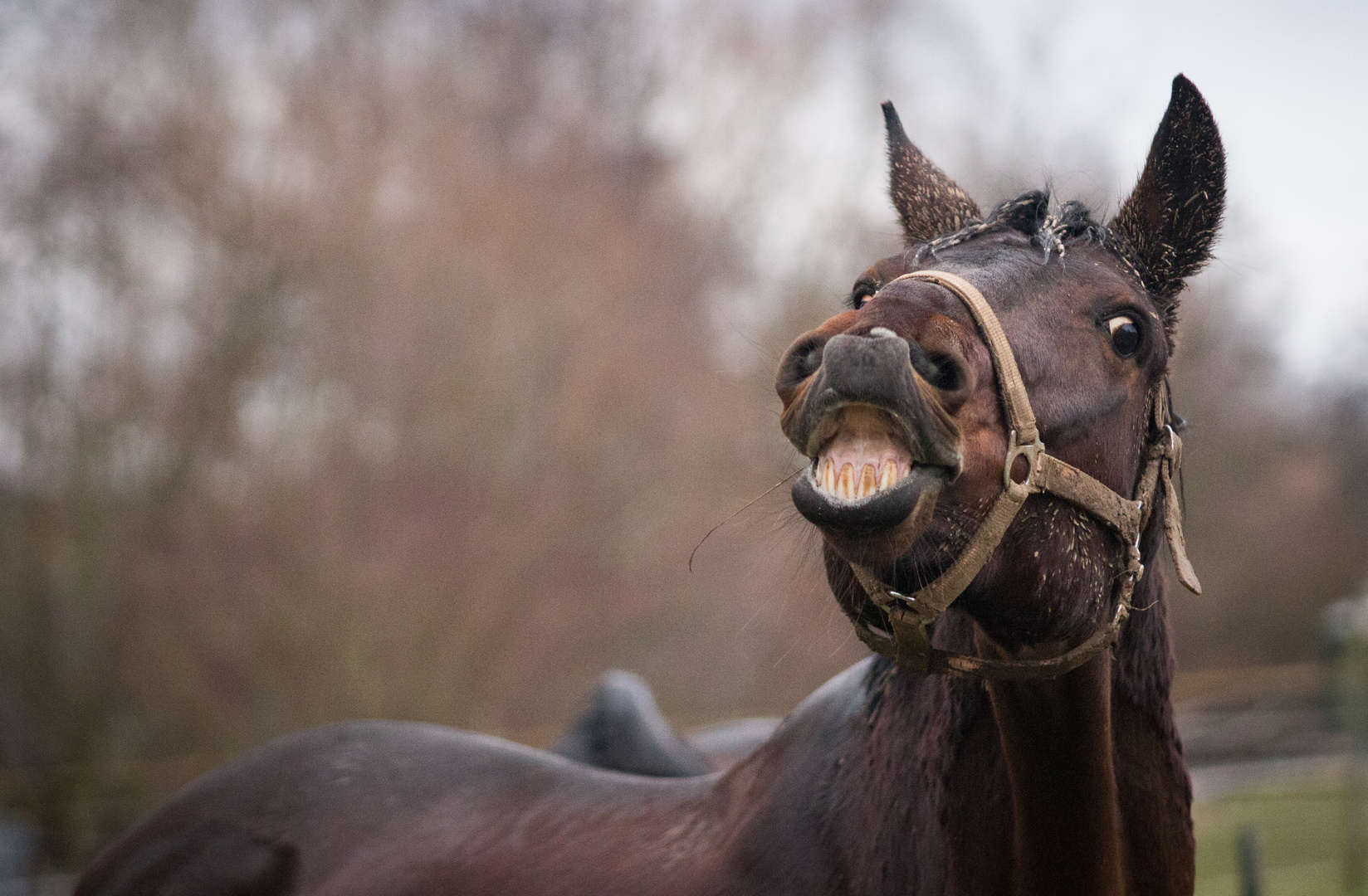 Trakehner