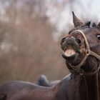 Trakehner