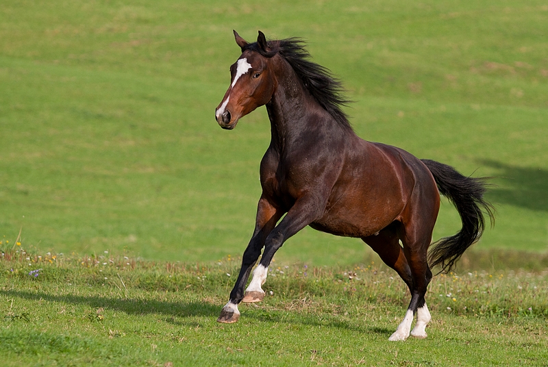 Trakehner Adel