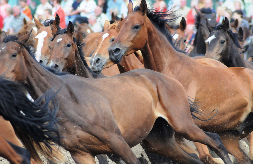 Trakehner