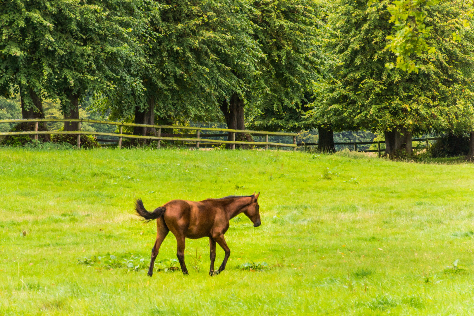 Trakehner - Gut Panker/Schleswig-Holstein