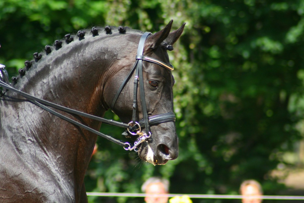 Trakehner Hengst