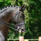 Trakehner Hengst