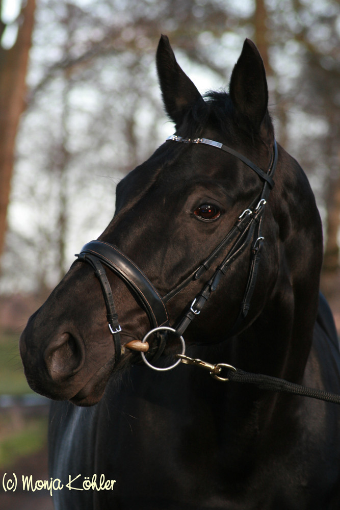 Trakehner Hesperos