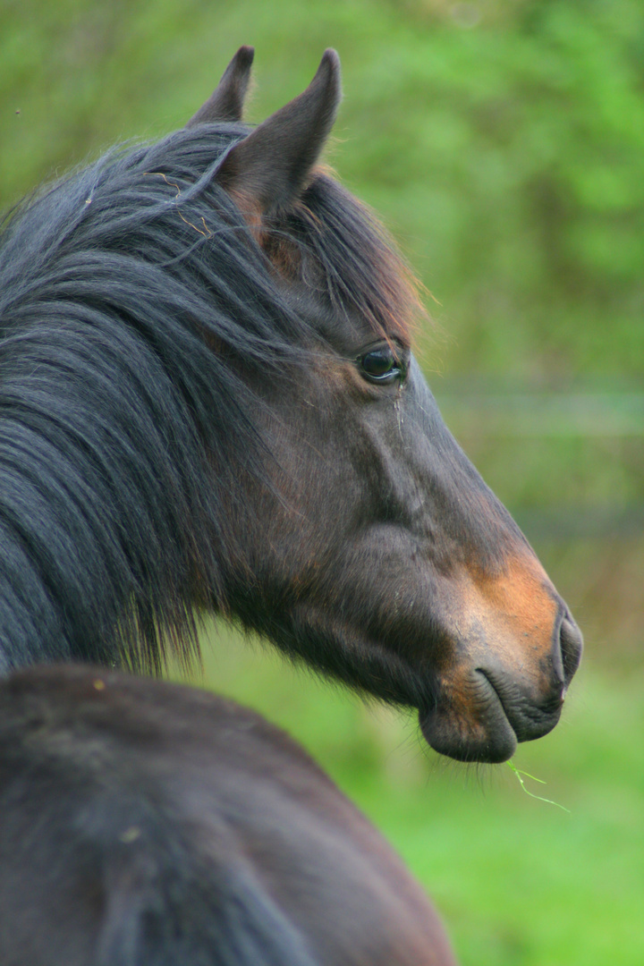 Trakehner Jährling Belvaro B