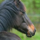 Trakehner Jährling Belvaro B