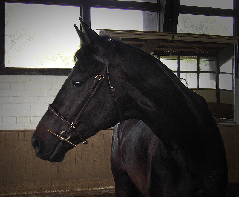 Trakehner "Preussens Glanz und Gloria"