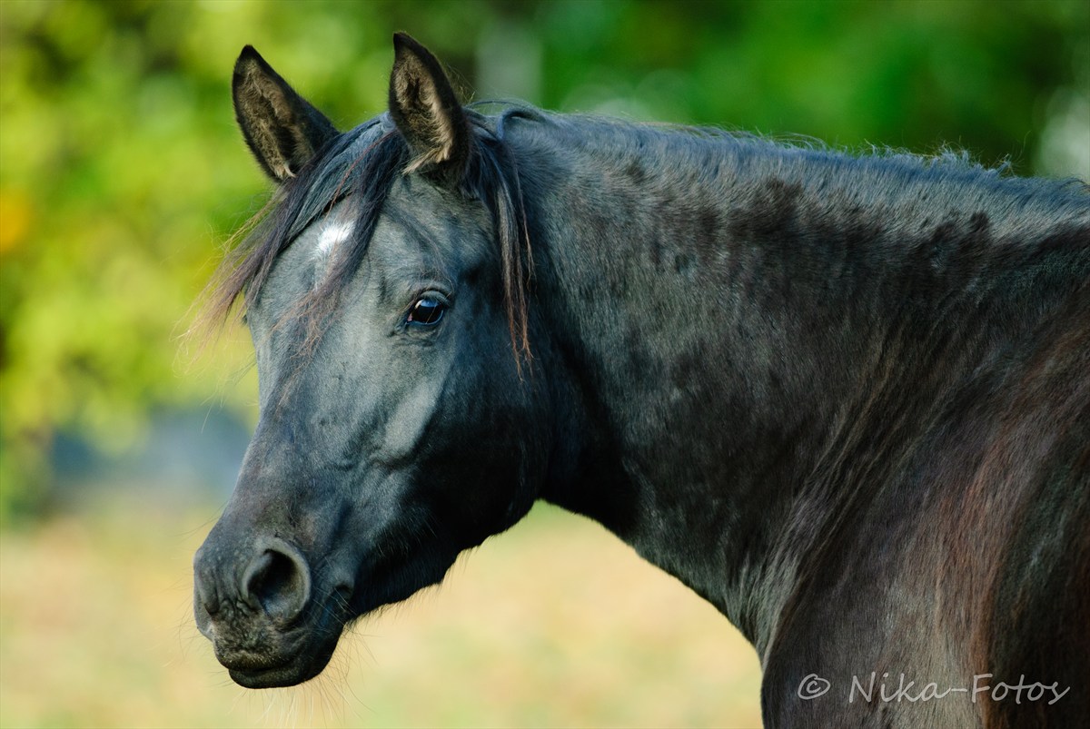 Trakehner Stute