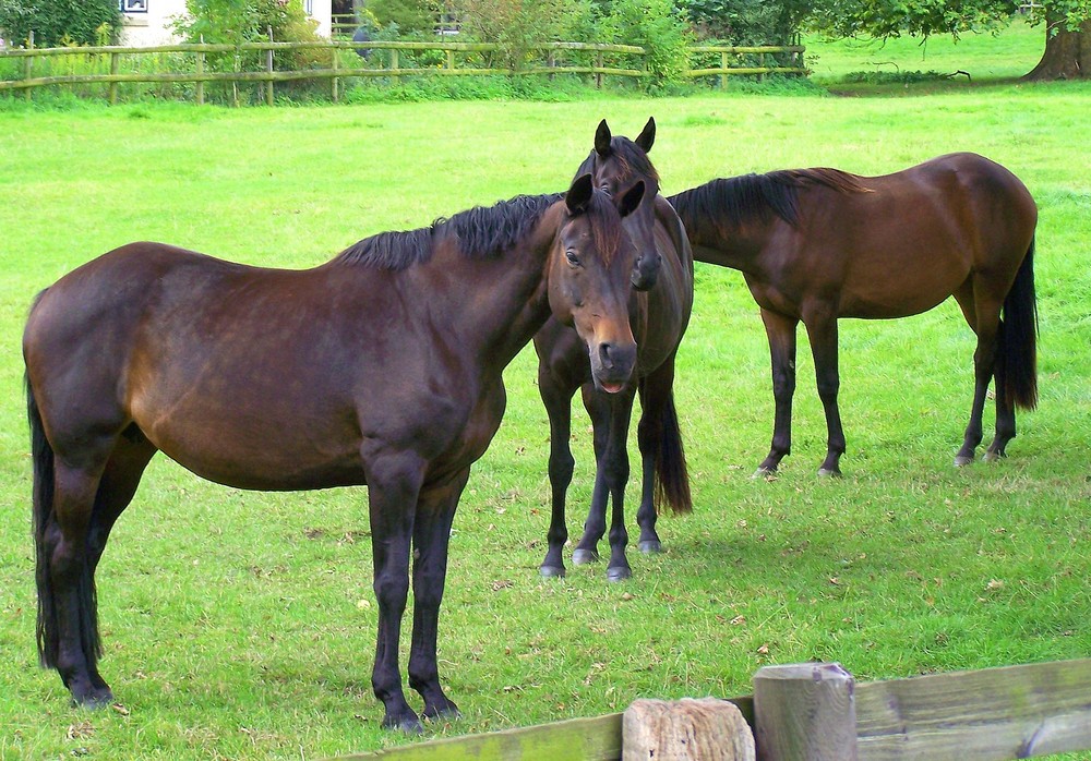 Trakehner von Gut Panker