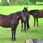 Trakehner von Gut Panker