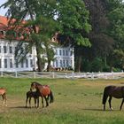 Trakehner vor Gut Panker