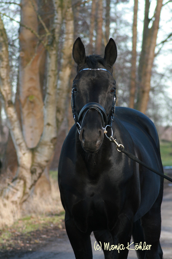 Trakehner Wallach Hesperos