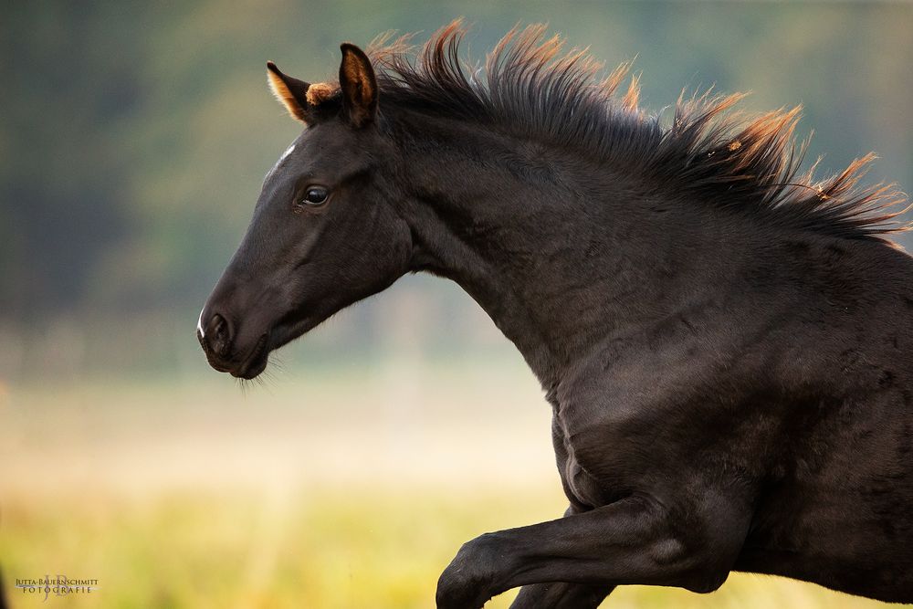 Trakehnerfohlen