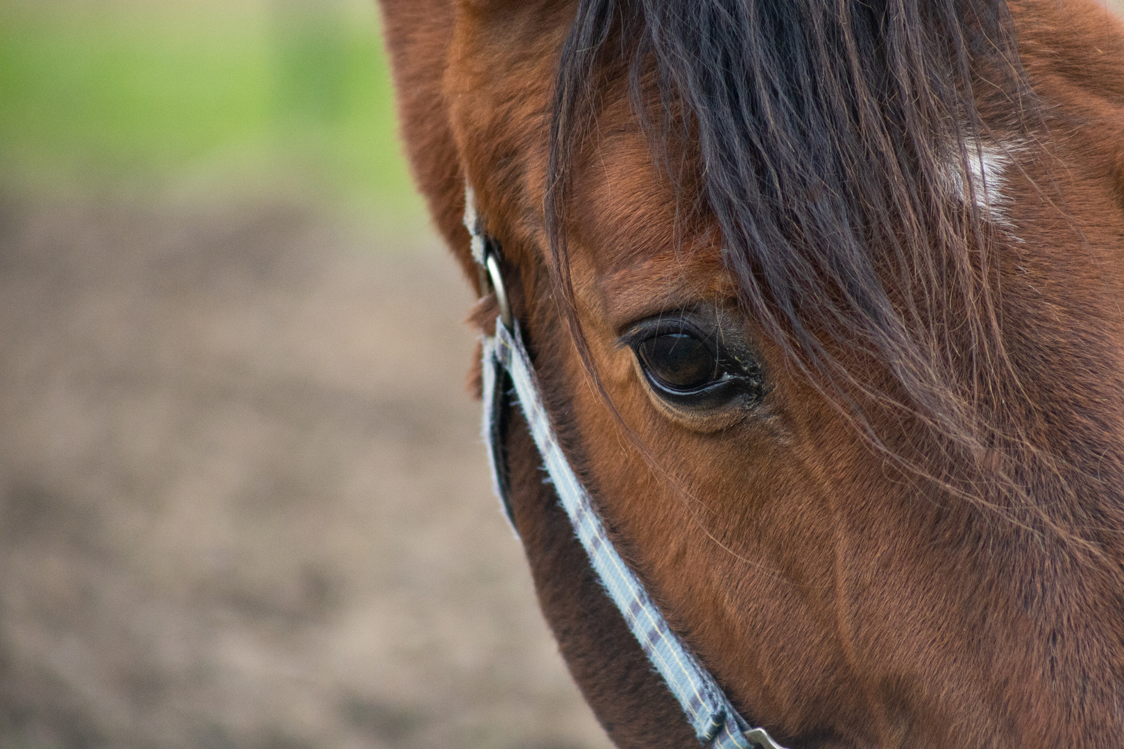 Trakehner_Pferd