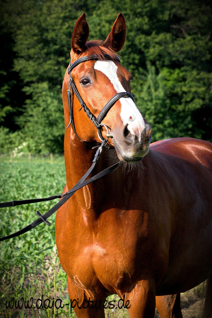 Trakehnerstute