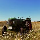 Traktor im Getreidefeld