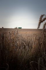 Traktor im Weizenfeld