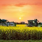 Traktor mit Tankanhänger im Rapsfeld