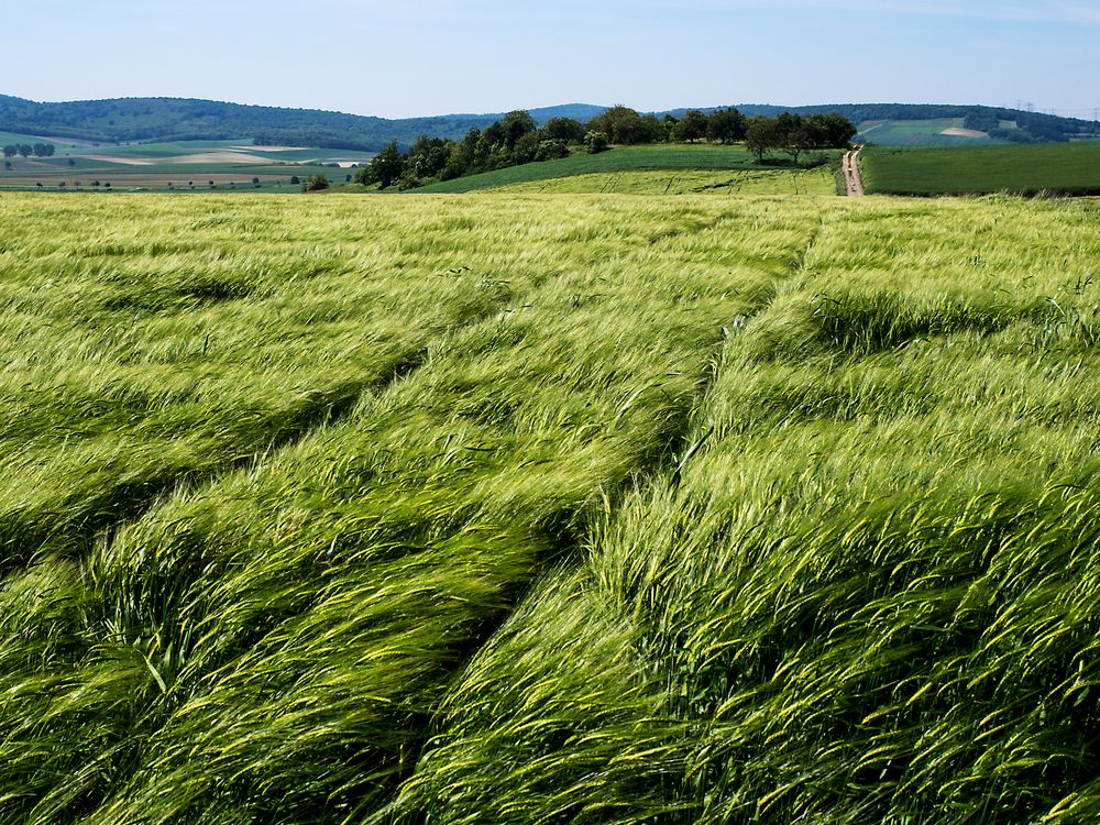 traktorspur im wind