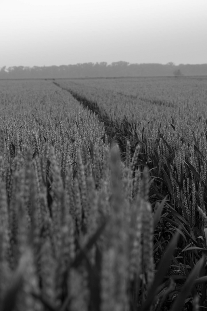 Traktorspuren im Feld