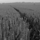 Traktorspuren im Feld