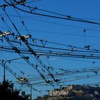 TRAM (Napoli)