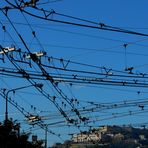 TRAM (Napoli)