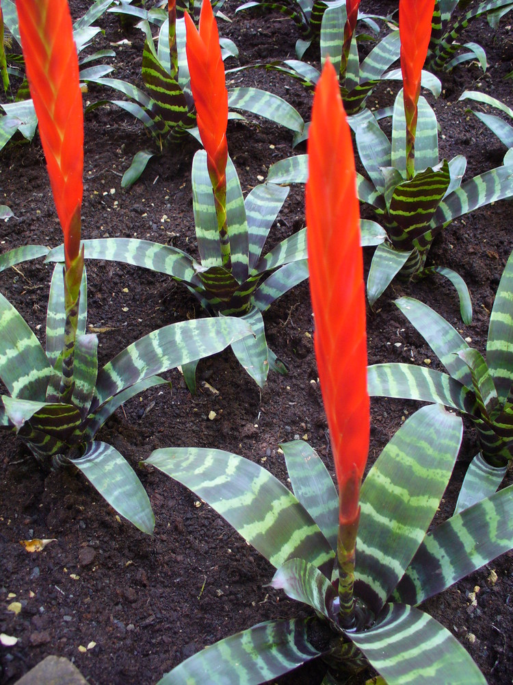 trame au jardin de fleur