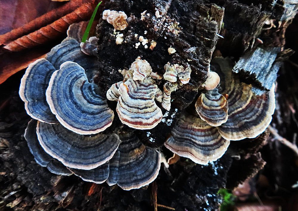 Trameten... Foto & Bild pflanzen, pilze & flechten, pilze & flechten