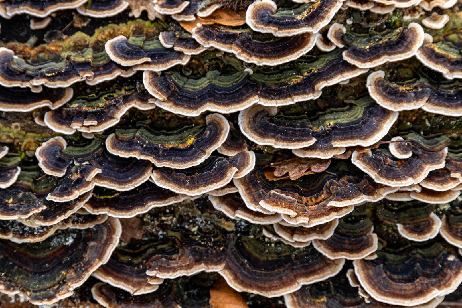 Trameten Foto & Bild pflanzen, pilze & flechten, pilze & flechten