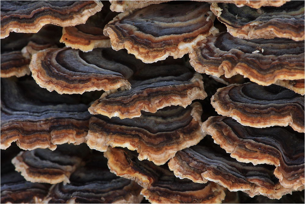 Trametes