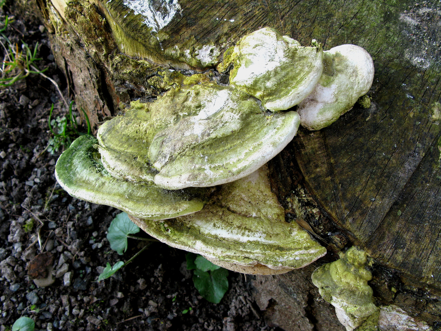 Trametes gibbosa = Bucklige Tramete