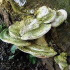 Trametes gibbosa = Bucklige Tramete