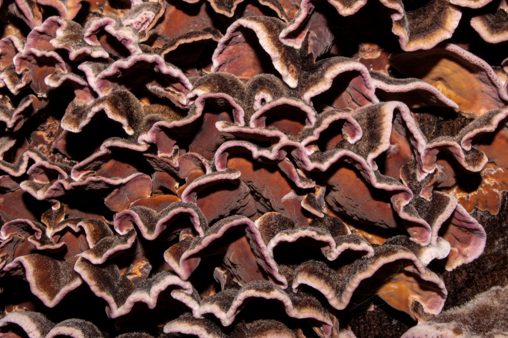 Trametes versicolor