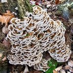 Trametes versicolor (Coriolaceae)?