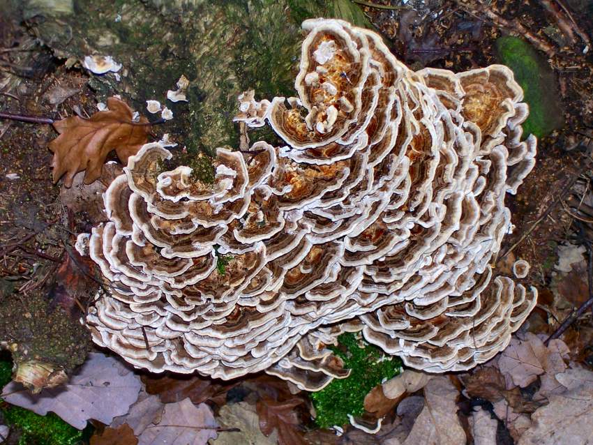 Trametes versicolor (Coriolaceae)?