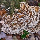 Trametes versicolor (Coriolaceae)?