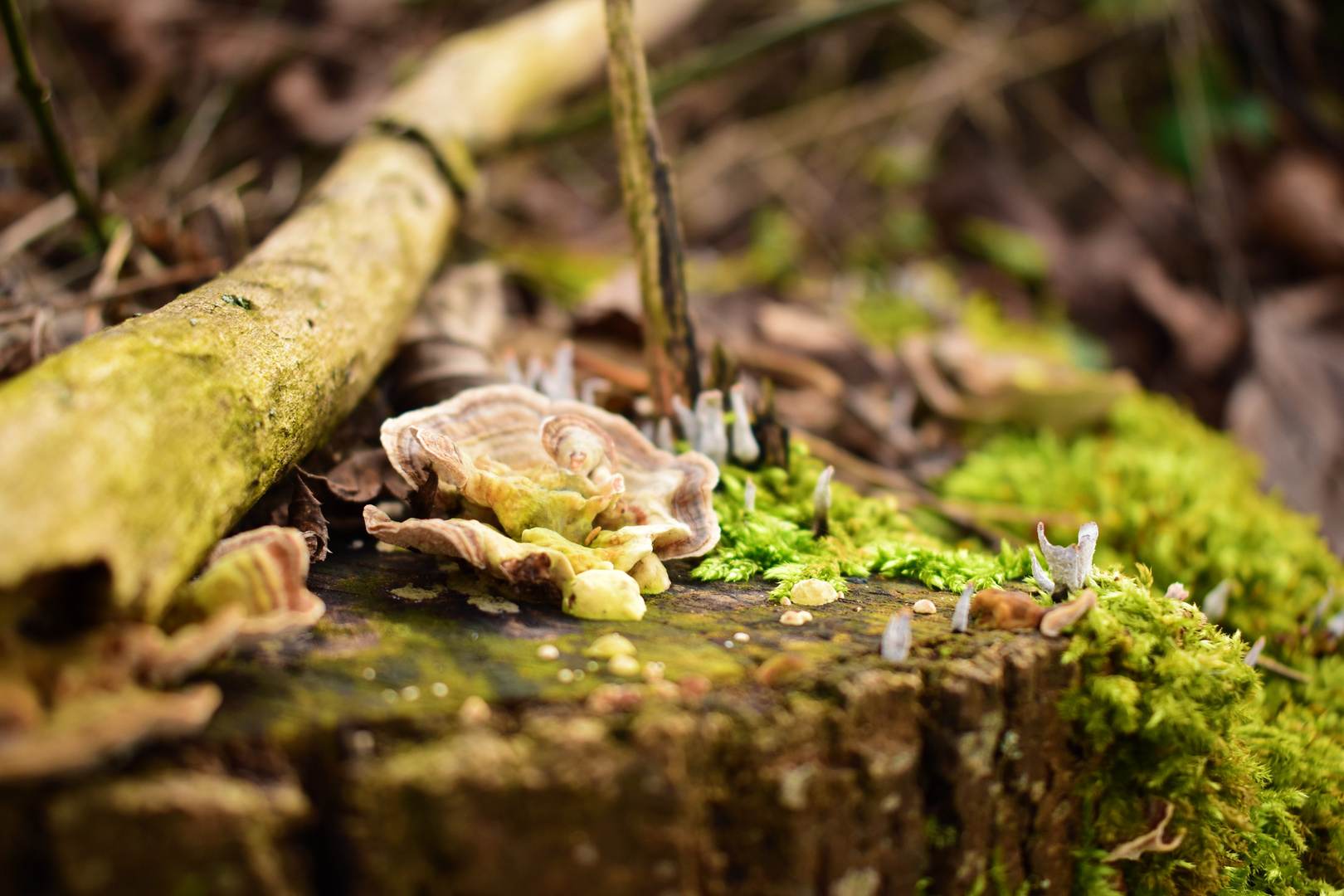 Trametes versicolor