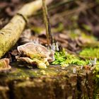 Trametes versicolor