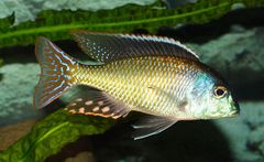 Tramitichromis Lutiris Mdoka