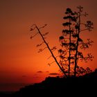 Tramonto a Capo Milazzo con agave