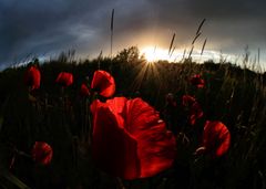 tramonto ad altezza di papavero