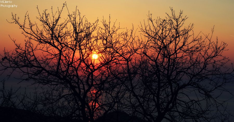 tramonto alberi